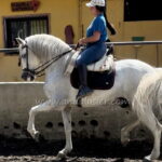 SILENCIO LA CARRETA *2014, PRE gelding, 1,70m, price C-D