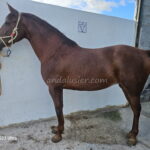 BABYERA *2016, PRE Stute, 1,60m, Preis B