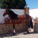 BAMBINO SIF *2022, PRE Hengst, 1,53m, Preis B
