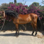Biruta MR *2018, PRE gelding, 1,59m, price B