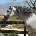 BOHEMIO TALHARA *2020, PRE Hengst, 1,66m, Preis D