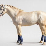 Camaron CRC *2019, PRE Hengst, 1,63m, Preis D