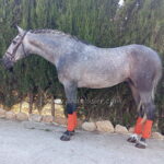 ESTILOSO LOS HOYOS *2023, PRE Hengst, 1,67m, Preis E