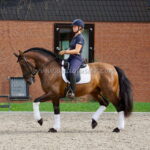 FAVORITO SB V *2019, PRE gelding, 1,63m, price G