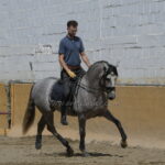 GOYESCO AC *2023, PRE stallion, 1,58m, price B