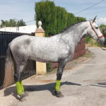 Migas de Valchano *2023, PRE gelding, 1,60m, price B