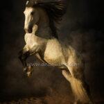 Nilo *2016, Lusitano stallion, 1,58m, price D