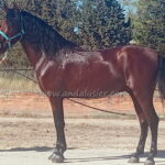 Oliverio OR *2023, PRE gelding, 1,61m, price B