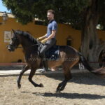 PANDORA LA *2022, PRE mare, 1,58m, price B