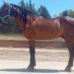 QUINTO OG *2020, PRE gelding, 1,72m, price B-C