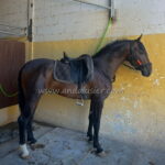 Zulu VR *2023, PRE stallion, 1,55m, price A