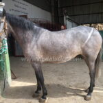 Armas Tirana *2022, PRE Stute, 1,60m, Preis B-C
