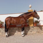 Bordador SIF *2022, PRE Hengst, 1,67m, Preis C