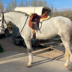 Careta BL *2022, PRE Stute, 1,64m, Preis B