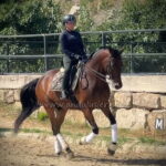 Don Álvaro *2016, Wallach, 1,70m, Preis C