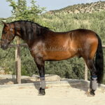 Gadiel Vicoba *2018, PRE gelding, 1,62m, price B