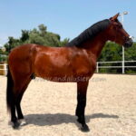 JC Galeon *2021, PRE Wallach, 1,65m, Preis B