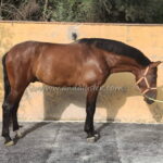 JC Galeon *2021, PRE Wallach, 1,65m, Preis B