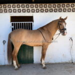 Labuan *2020, Hengst, 1,66m, Preis C