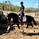 Moro *2022, gelding, 1,56m, price B