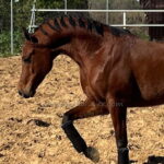 PTL Afgano *2018, PRA Araber gelding, 1,56m, price B-C