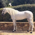 Querido Leguizamon *2022, PRE Hengst, 1,70m, Preis E