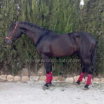 Spirit LXVI  *2023, PRE Hengst, 1,62m, Preis D