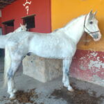 Vasallo de Cuenca *2021, PRE stallion, 1,60m, price B