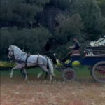 Vasallo de Cuenca *2021, PRE Hengst, 1,60m, Preis B