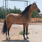 Andarax *2023, Wallach, 1,58m, Preis B