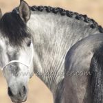 EMPERADOR SB *2021, PRE Hengst, 1,65m, Preis E