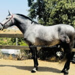 Manijero Rosa IV *2021, PRE Hengst, 1,61m, Preis C