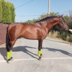 Zapato XV v*2023, PRE stallion, 1,59m, price B