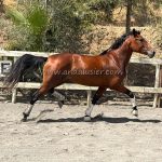 Alhambra HB *2022, PRE Stute, 1,62m, Preis B