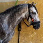 COLAPSO RC *2021, PRE gelding, 1,60m, price C