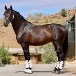 COMPETIDOR SB II *2020, PRE Hengst, 1,64m, Preis C