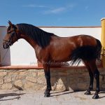 Cautivo SIF *2023, PRE Hengst, 1,57m, Preis B
