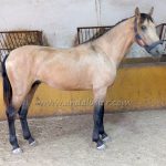 Obelisco MEX *2023, PRE Hengst, 1,53m, Preis B