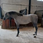 Primor Los Hoyos *2023, PRE Hengst, 1,60m, Preis B