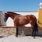 Candelo SIF *2023, PRE stallion, 1,57m, price B-C
