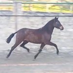 Cubana SIF *2023, PRE Stute, 1,60m, Preis B