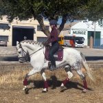 DANZADOR SCG  *2018, PRE gelding, 1,60m, price B