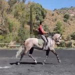 Espanhol *2021, gelding, 1,67m, price C