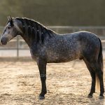 FEUDAL VH *2022, PRE Hengst, 1,64m, Preis B