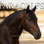 Faraon FSR *2022, PRE Hengst, 1,65m, Preis D