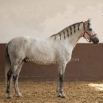 Narambano Torreluna *2023, PRE Hengst, 1,67m, Preis C