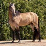 Oro *2022, stallion, 1,64m, price C