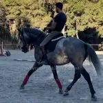 PHARAON  *2019, PSL Lusitano Hengst, 1,64m, Preis E