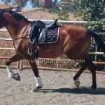 Quetzal-K *2020, PSL Lusitano gelding, 1,54m, price C