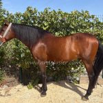 Relampago *2015, gelding, 1,58m, price C